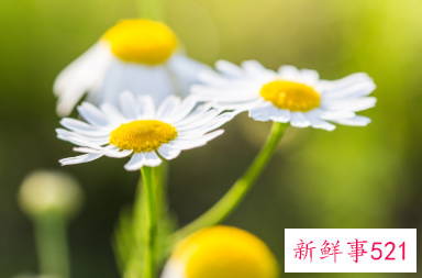 八月能给射手座带来好运的花