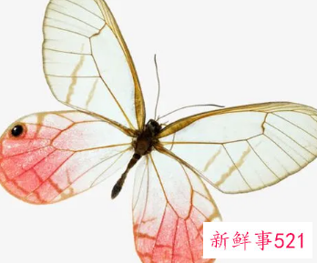 蝴蝶大翅膀小翅膀