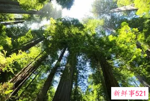 梦见很多树木很茂盛