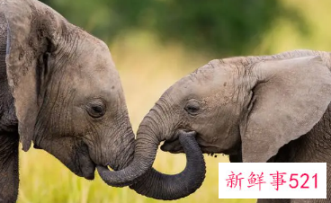 做梦梦见两只大象是什么意思