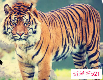 属虎起什么名字好