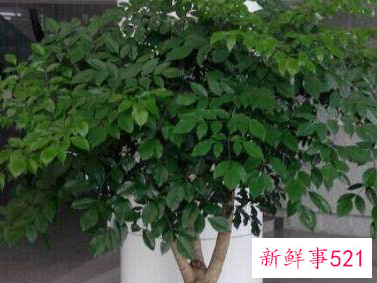 院子里种什么花最旺宅