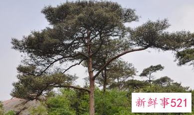 松毛的药用功效