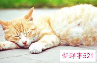 梦见母猫流产是什么预兆