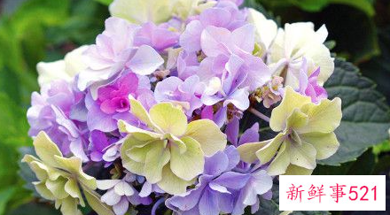 象征着希望和未来的花