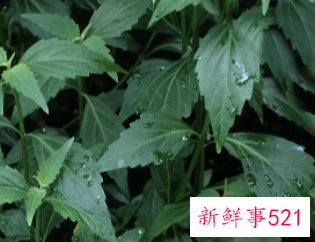 车前草晒干可以直接泡水喝吗