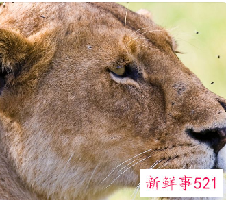 该如何保护野生动物