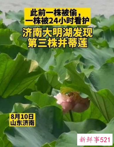 大明湖或出现第三株并蒂莲