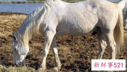 2002年生肖马运势