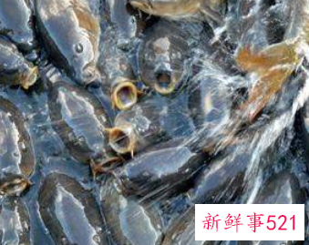 水产养殖小妙招