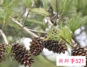 梦见摘松子是什么意思