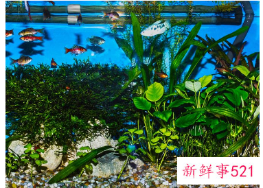 四大灵性鱼是什么