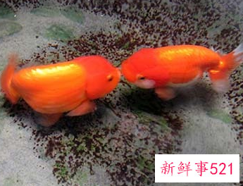 家里养鱼养几条好