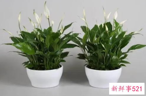 一帆风顺花的摆放禁忌