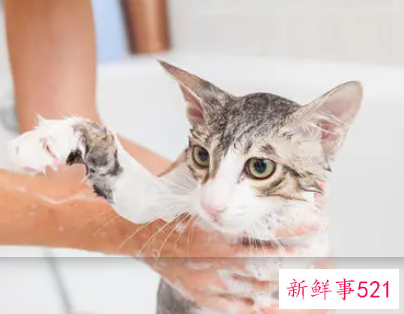 长时间不洗澡的危害