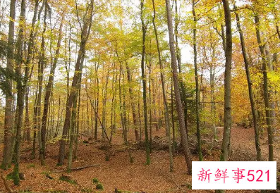 梦见和别人去森林