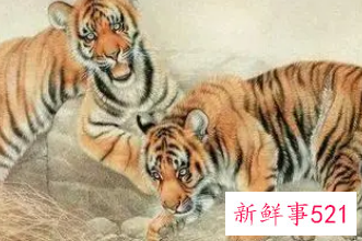 生肖虎人命中注定的情人是谁