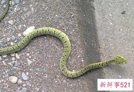 女人梦到蛇被自己打死有什么预兆