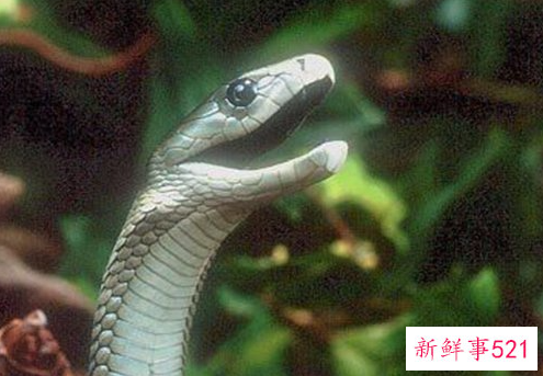 什么动物咬合力最大