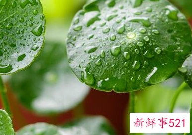 谷雨节气的特点