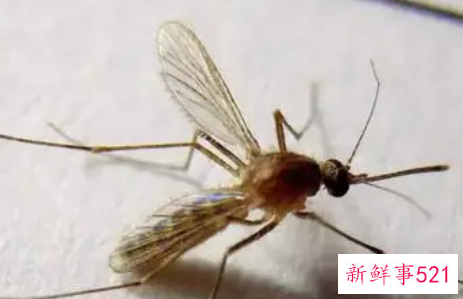 小孩子被蚊子咬了怎么办