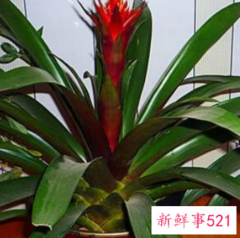 10种客厅招财植物推荐