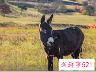 梦见驴挨打是什么意思