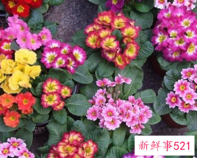 春天来了有哪些象征