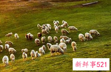 属羊男最喜欢的女人