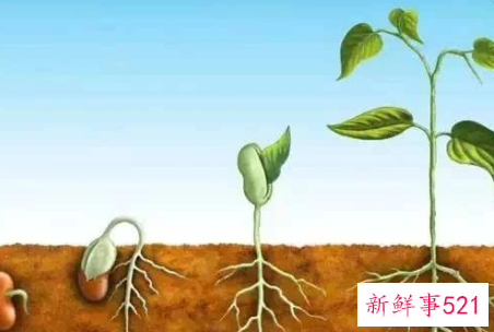 植物生长是指什么