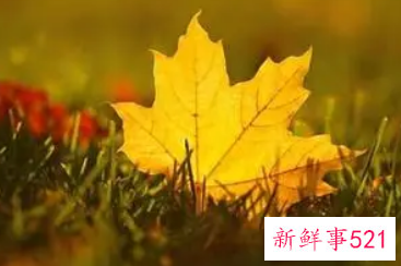 代表秋天的三样东西