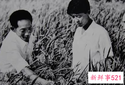 为什么有世界粮食日