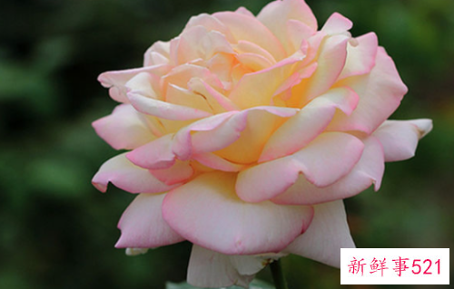 最吸引女人的生肖男