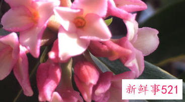 名字好听的植物