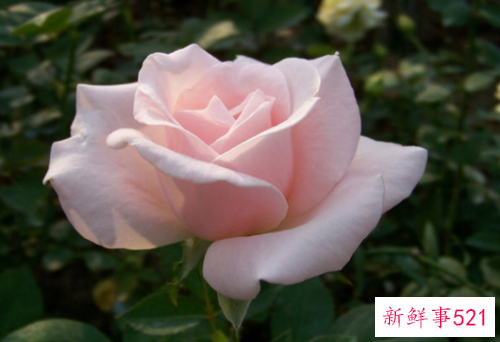 最吸引女人的生肖男