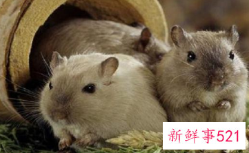 可以陪自己睡觉的宠物