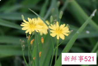 寓意活得自由自在的名字