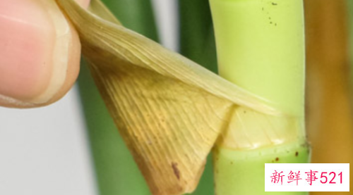 富贵竹的根须的修整方法