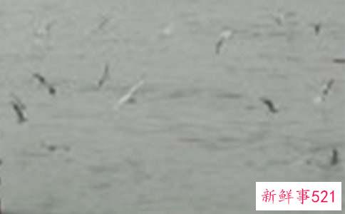 梦见小鸟有什么寓意