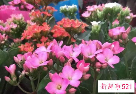 春节家里摆什么花喜庆