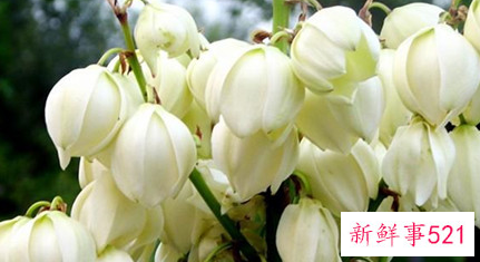 象征着希望和未来的花