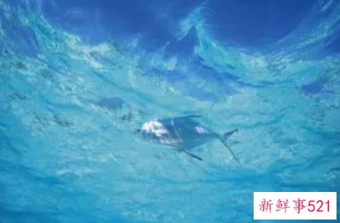 梦见被困在海底