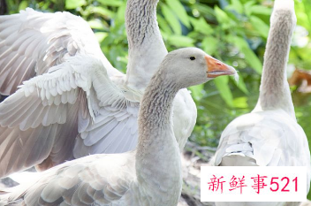 鹅的营养价值和功效