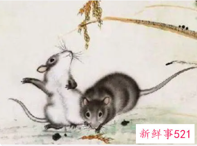 孕妇梦见老鼠生小老鼠是什么意思