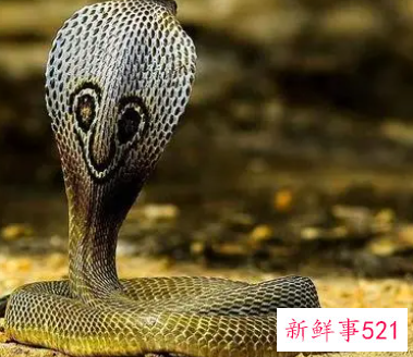 梦见眼镜蛇进屋有什么预兆