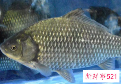 什么鱼营养价值最高又便宜