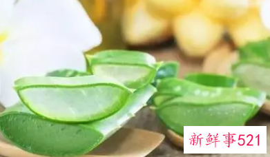 芦荟为什么可防止蚊虫叮咬