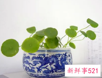 摩羯座适合养什么植物