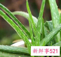 女人有体香吗？