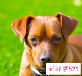 属狗人命中注定的另一半是